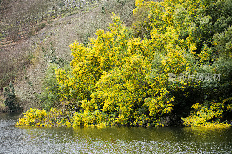 Ribeira Sacra springtime mimosas与东河(谷歌弥ñ啊。